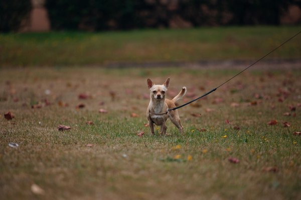 Scopri le Strategie Efficaci per Insegnare al Tuo Jack Russell Terrier a Non Saltare sulle Persone!