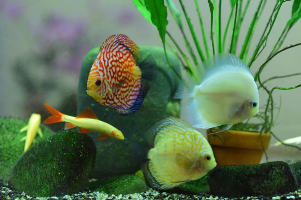 Guida alla Scelta dei Pesci per un Acquario Tropicale di 60 Litri con pH Acido: Quali Specie Scegliere?