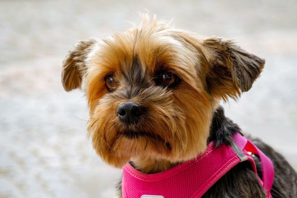 Guida pratica per addestrare il tuo cucciolo di terrier australiano a proteggere il giardino