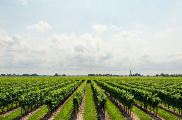 Scopri come l"agricoltura rigenerativa potenzia la biodiversità nei vigneti