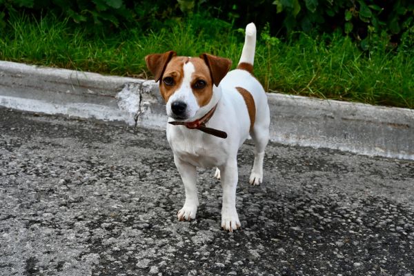 Scopri le Strategie Efficaci per Insegnare al Tuo Jack Russell Terrier a Non Saltare sulle Persone!